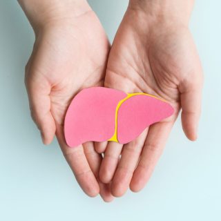 A model of a liver held in two hands